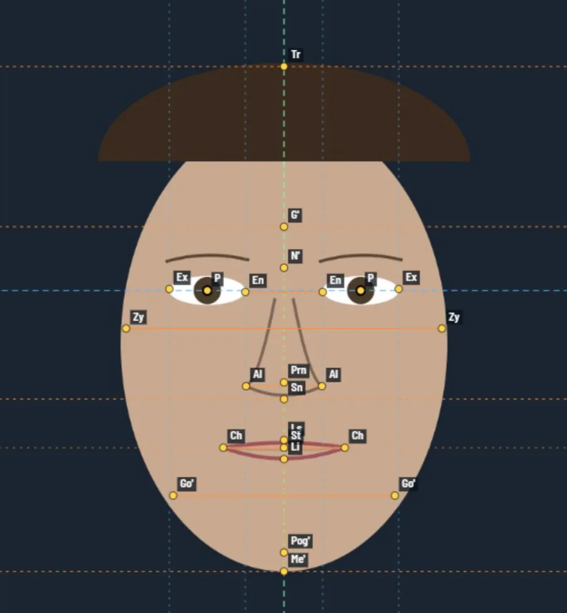 The frontal view of the schematic sample drawing with 24 labelled landmarks and the horizontal and vertical guide lines.